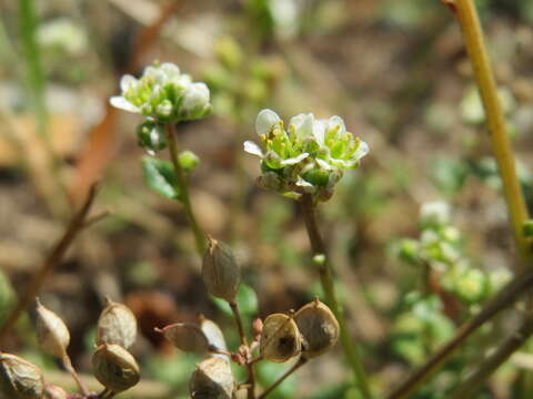 Image of early scurvygrass