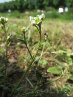 Image of early scurvygrass
