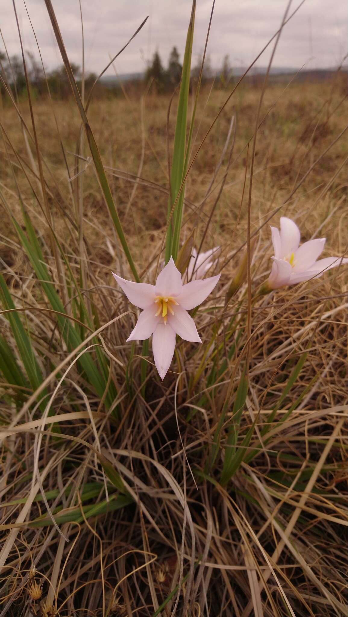 Image of Xerophyta retinervis var. retinervis