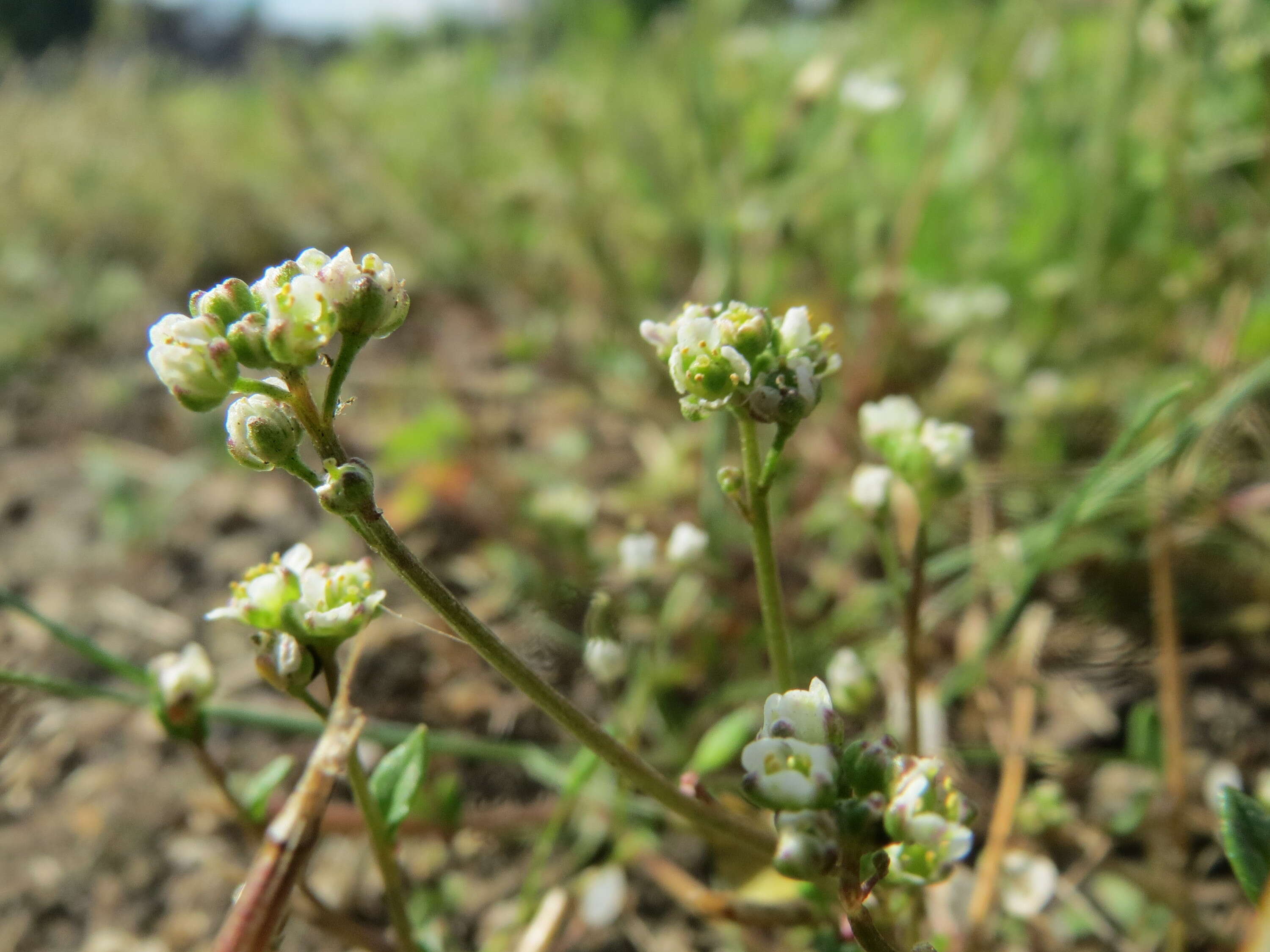 Imagem de Cochlearia danica L.