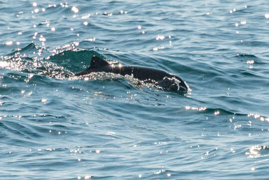 Image of Black Sea harbour porpoise