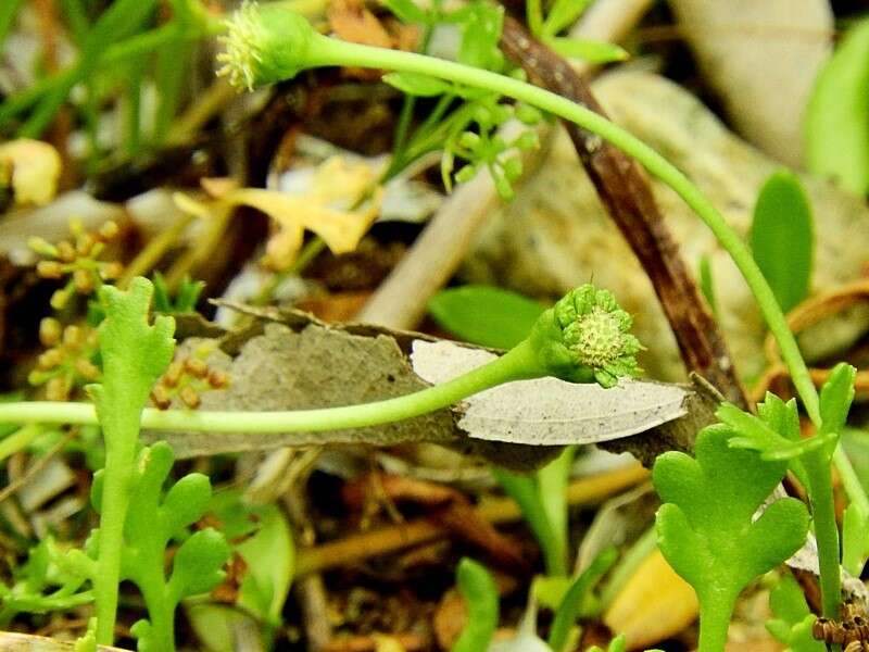 Image of Leptinella longipes Hook. fil.