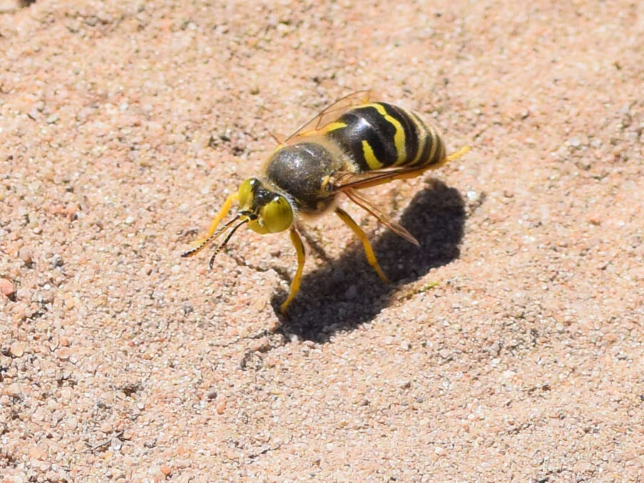 Image of Bembix rostrata (Linnaeus 1758)