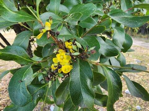 Sivun <i>Berberis chochoco</i> kuva