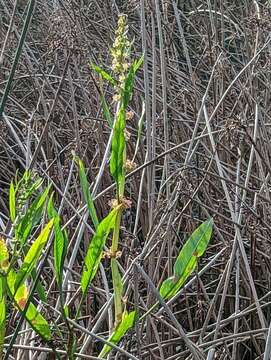 Rumex bidens R. Br. resmi