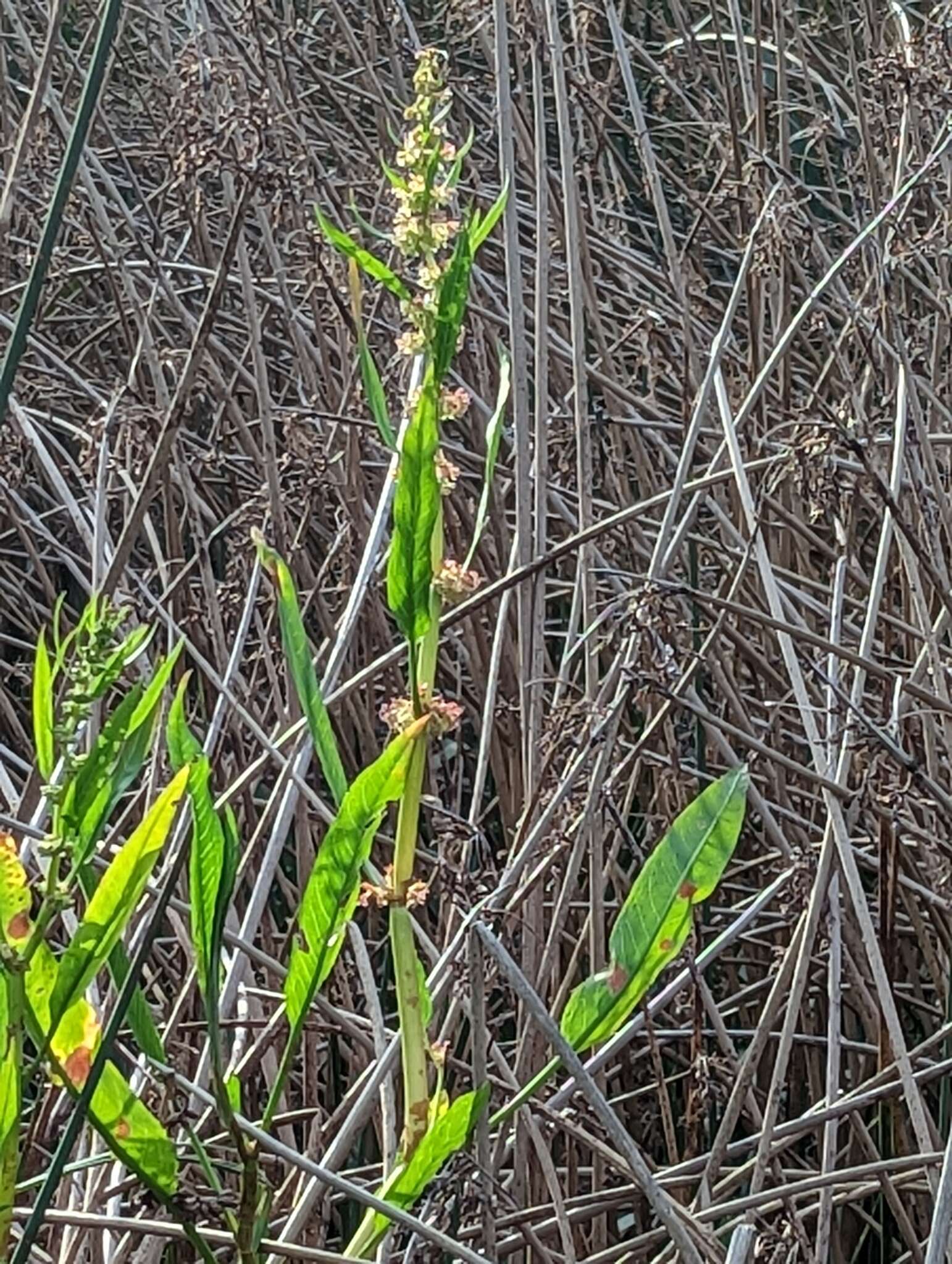 Imagem de Rumex bidens R. Br.