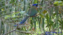 Image of Amazonian Motmot