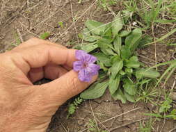 Plancia ëd Ruellia lactea Cav.