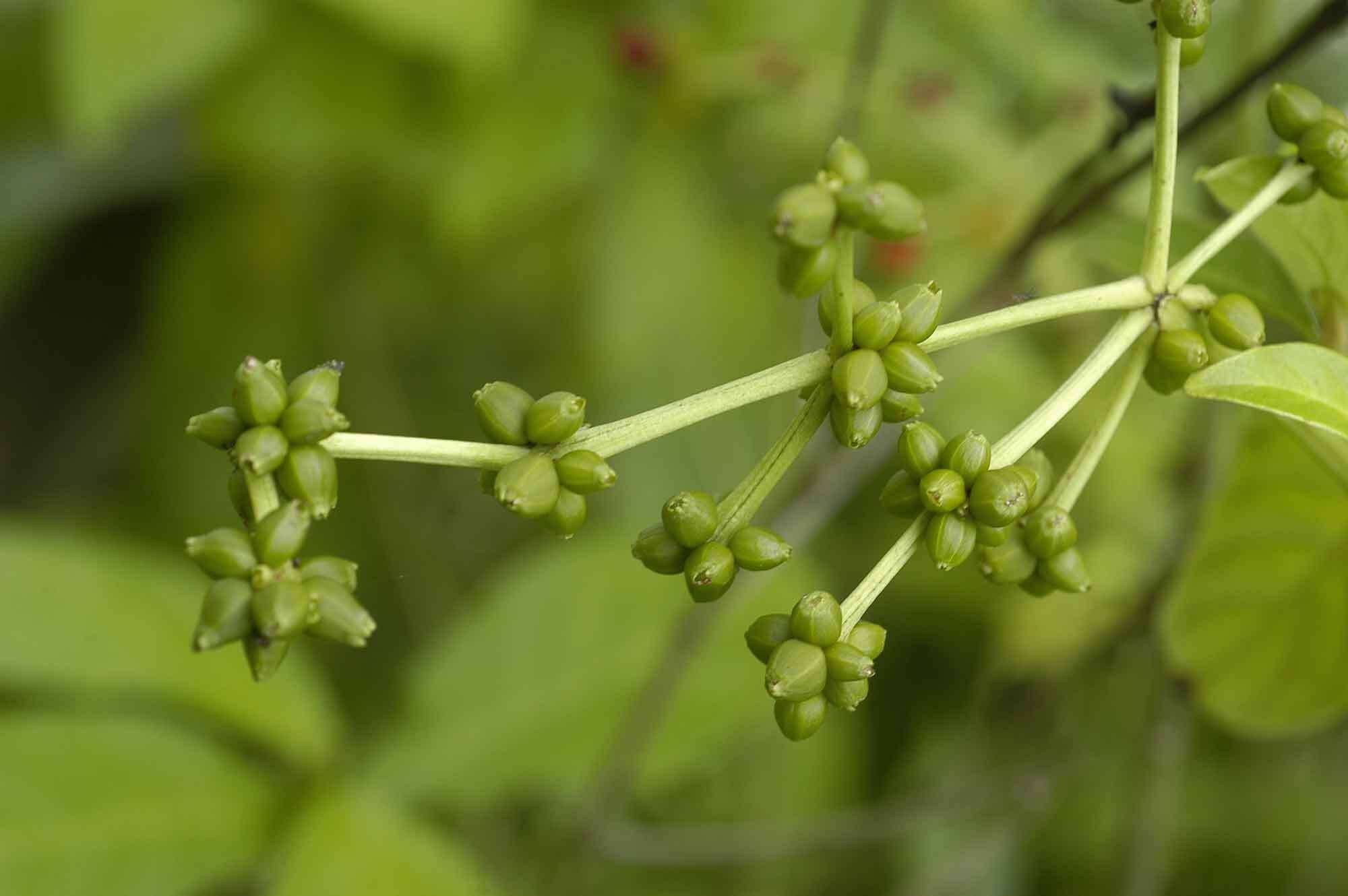 Plancia ëd Psychotria viridis Ruiz & Pav.