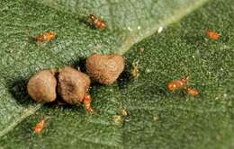 Image of Abutilon ramosum (Cav.) Guill.