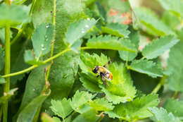 Image of Sericomyia flagrans (Osten Sacken 1875)