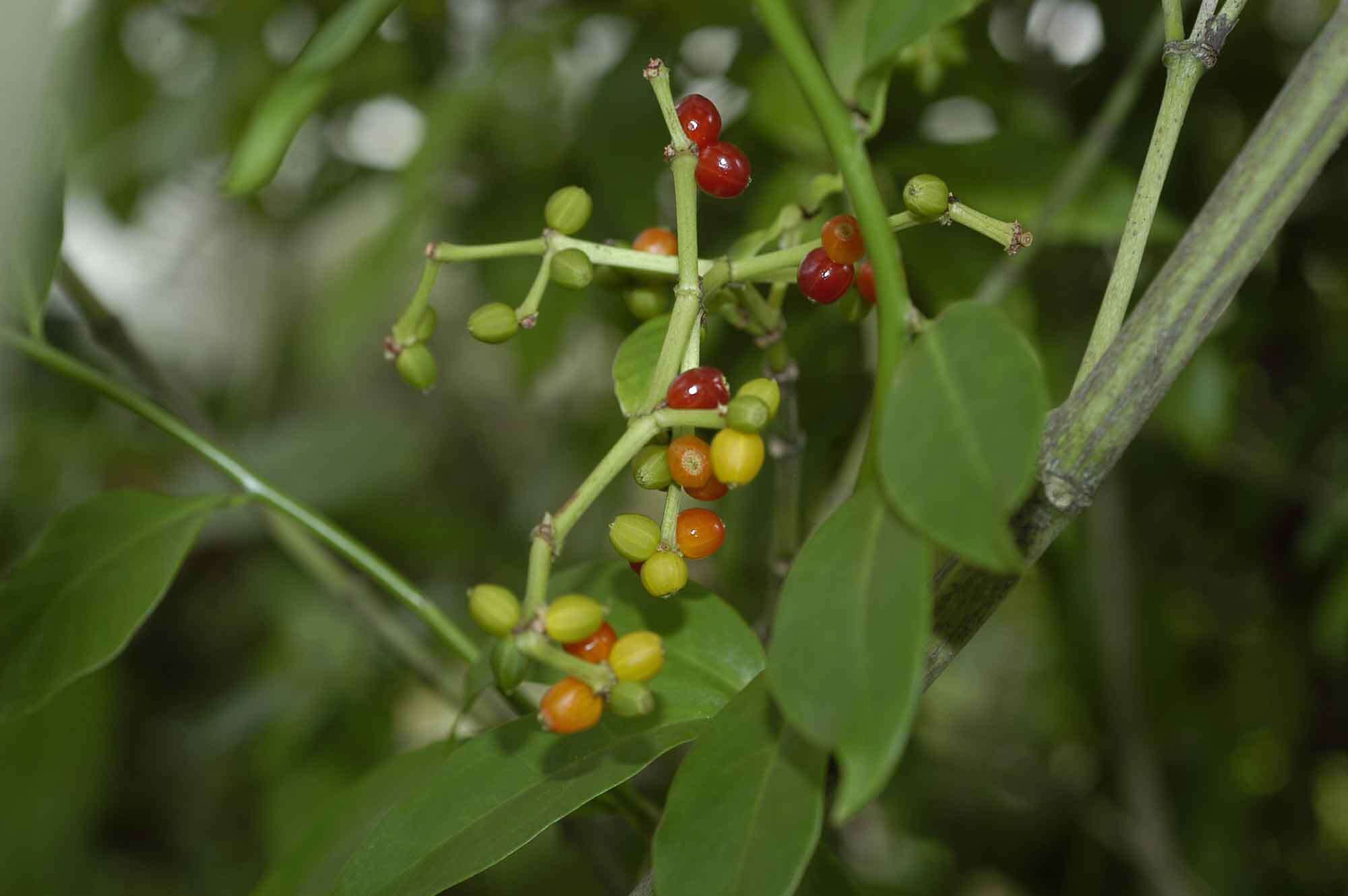 Plancia ëd Psychotria viridis Ruiz & Pav.