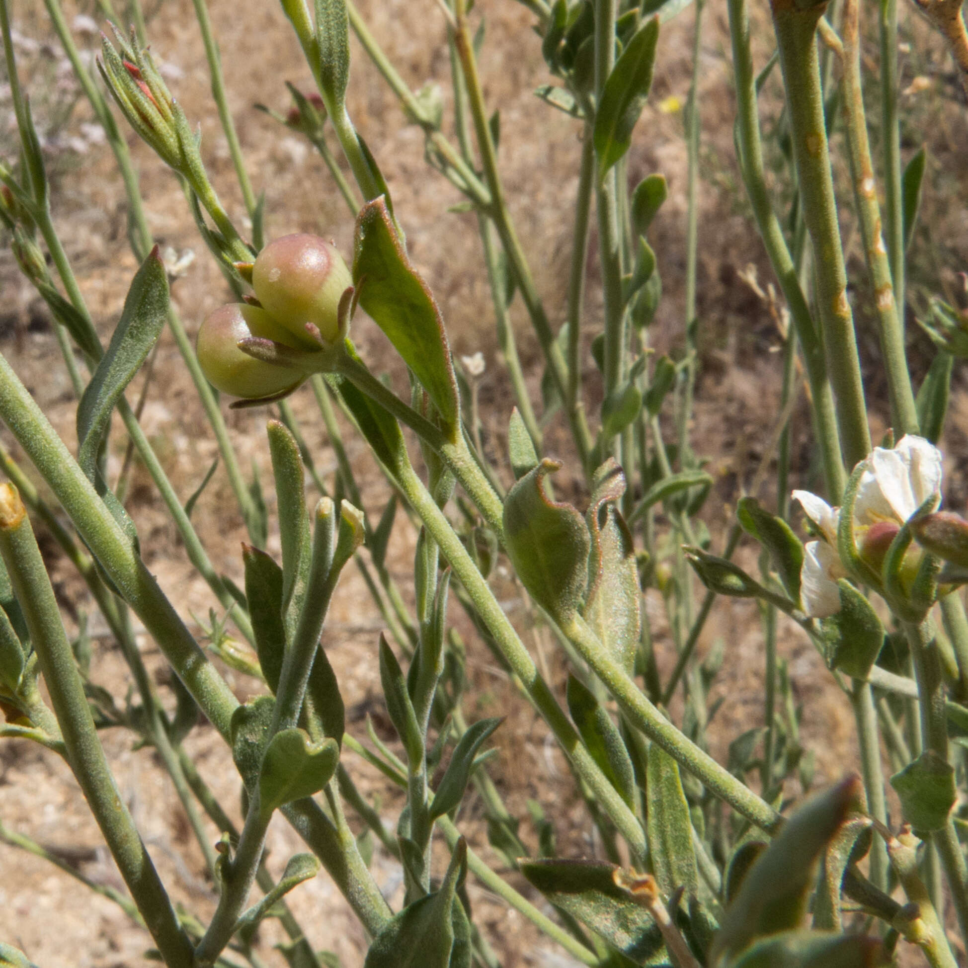 Plancia ëd Menodora scabra Engelm. ex A. Gray