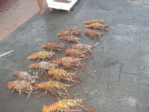 Image of Pronghorn Spiny Lobster