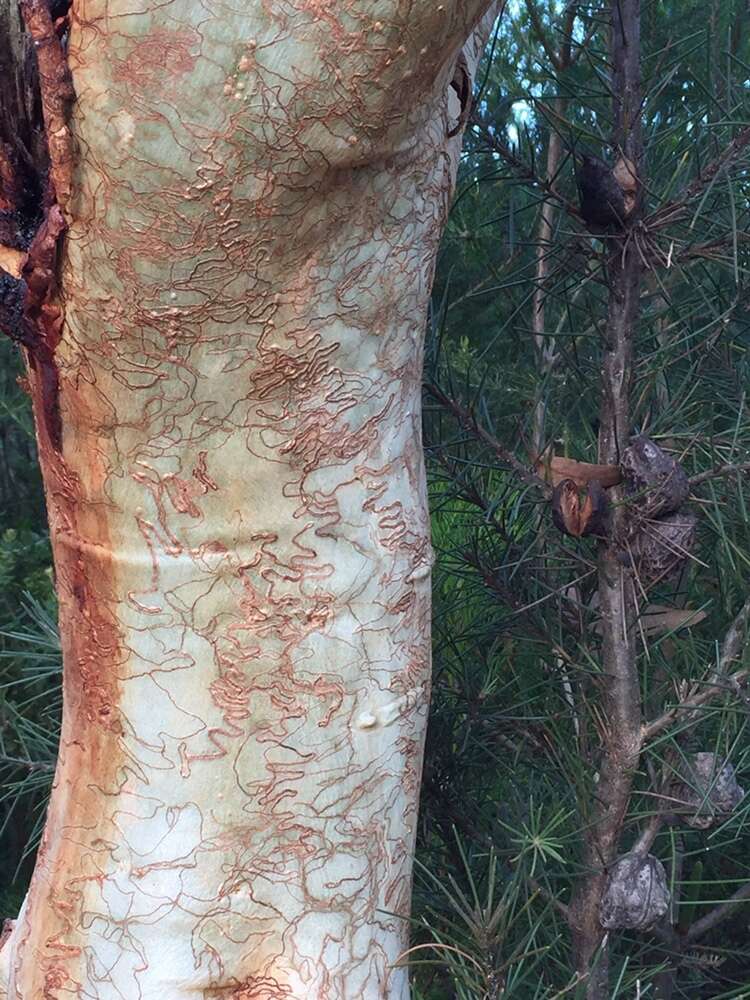 Eucalyptus haemastoma Sm. resmi