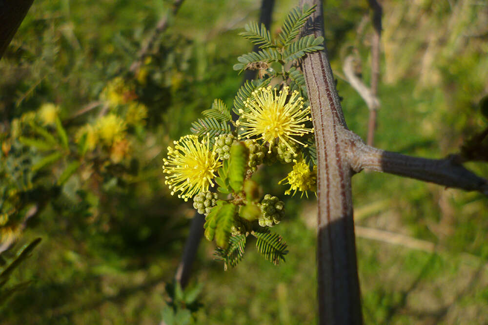 Image of Mimosa bonplandii Benth.