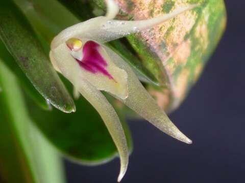 Imagem de Octomeria estrellensis Hoehne