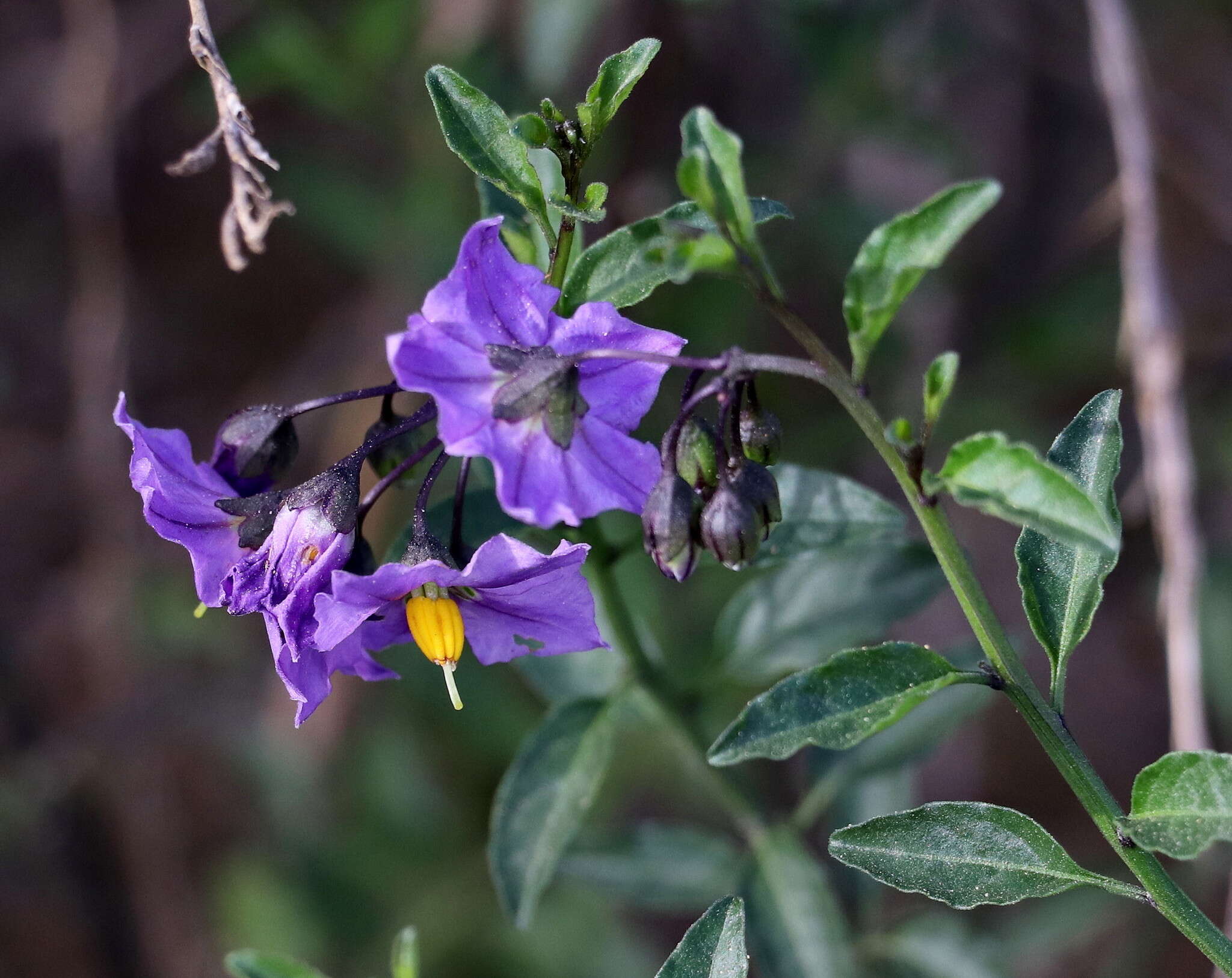 Image of Parish's nightshade