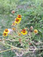 Image de Helenium amphibolum