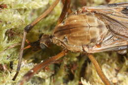 Image of Eutonia