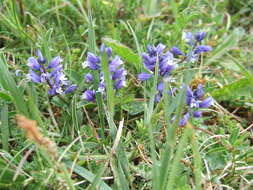 Image of Common Milkwort