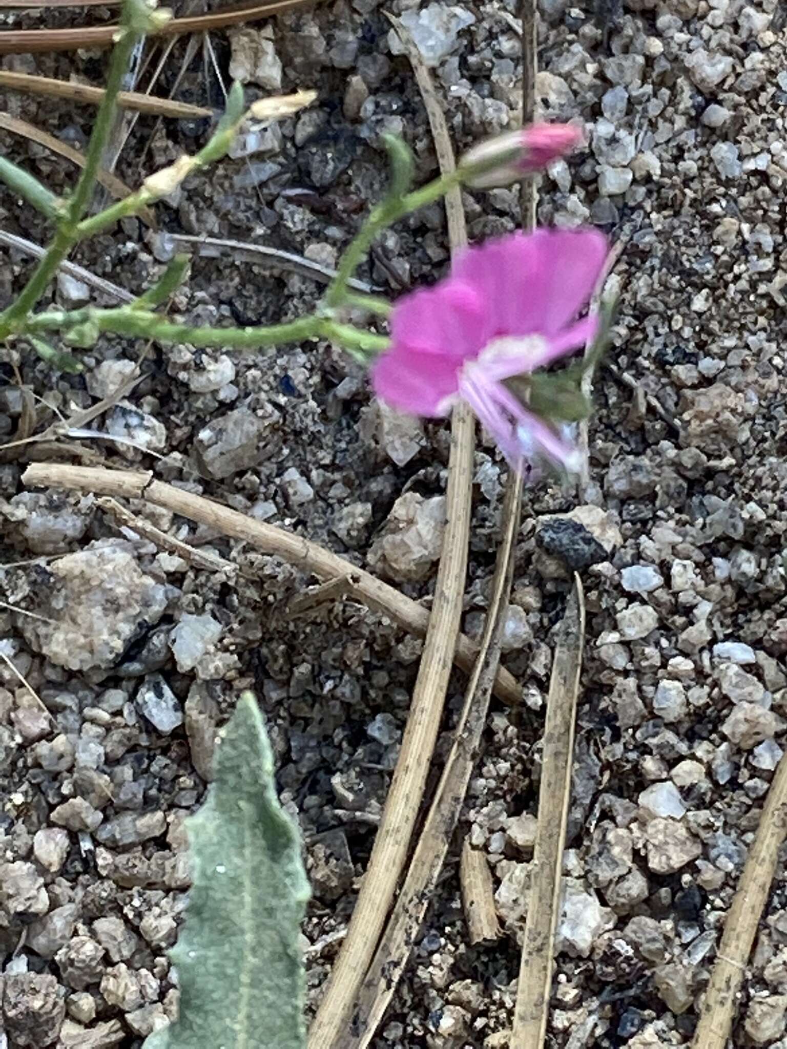 Image of Baja California ipomopsis