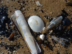 Image of Grooved Razor Shell