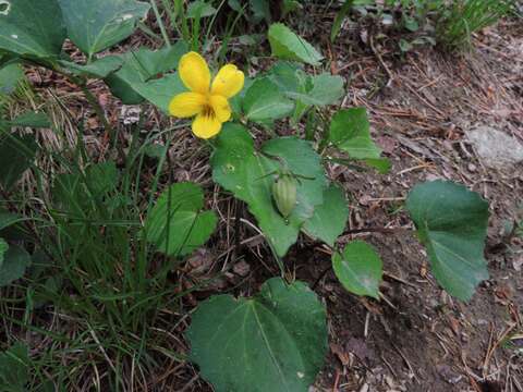 Image of Viola orientalis (Maxim.) W. Beck.