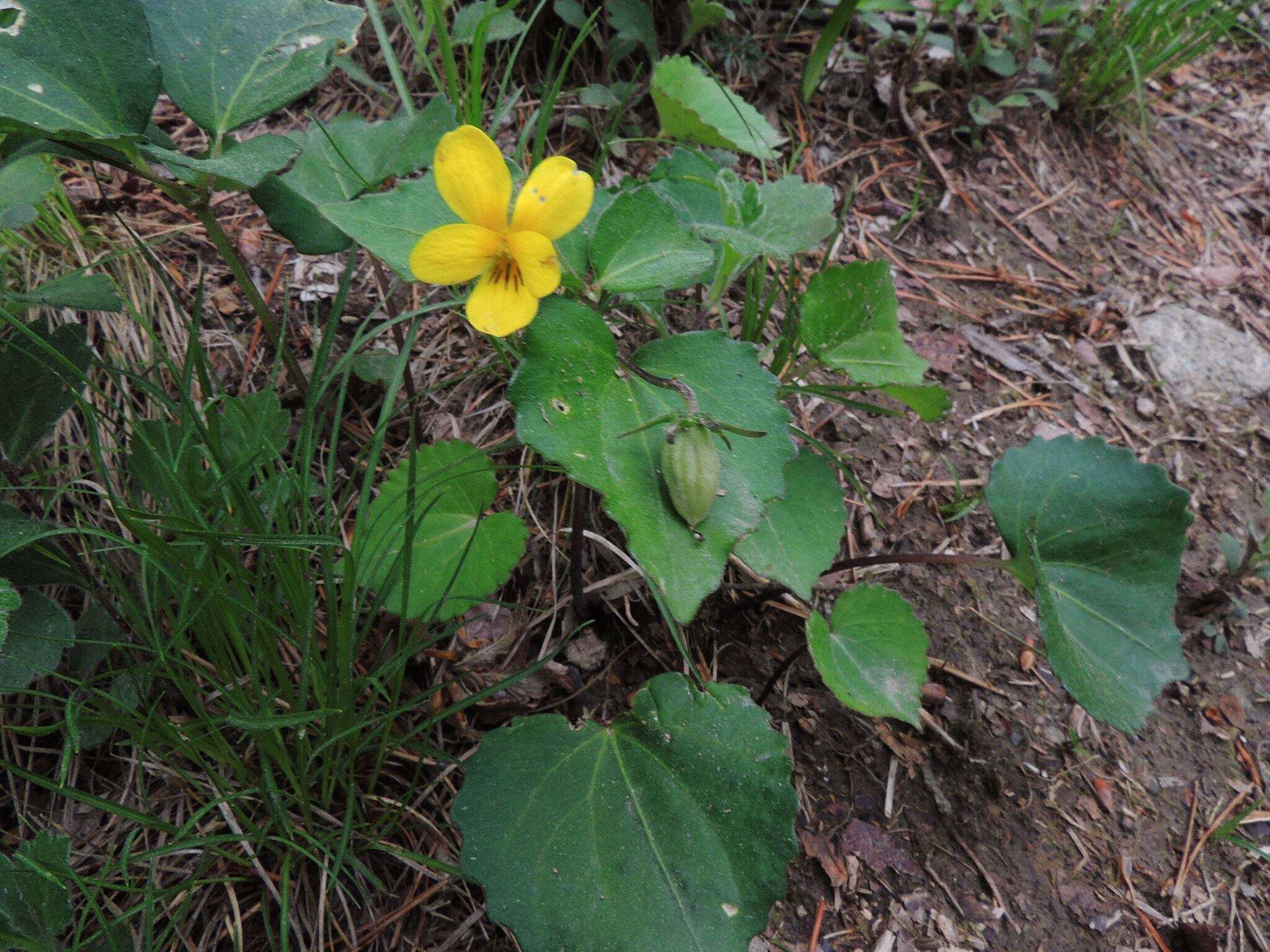 Sivun Viola orientalis (Maxim.) W. Beck. kuva