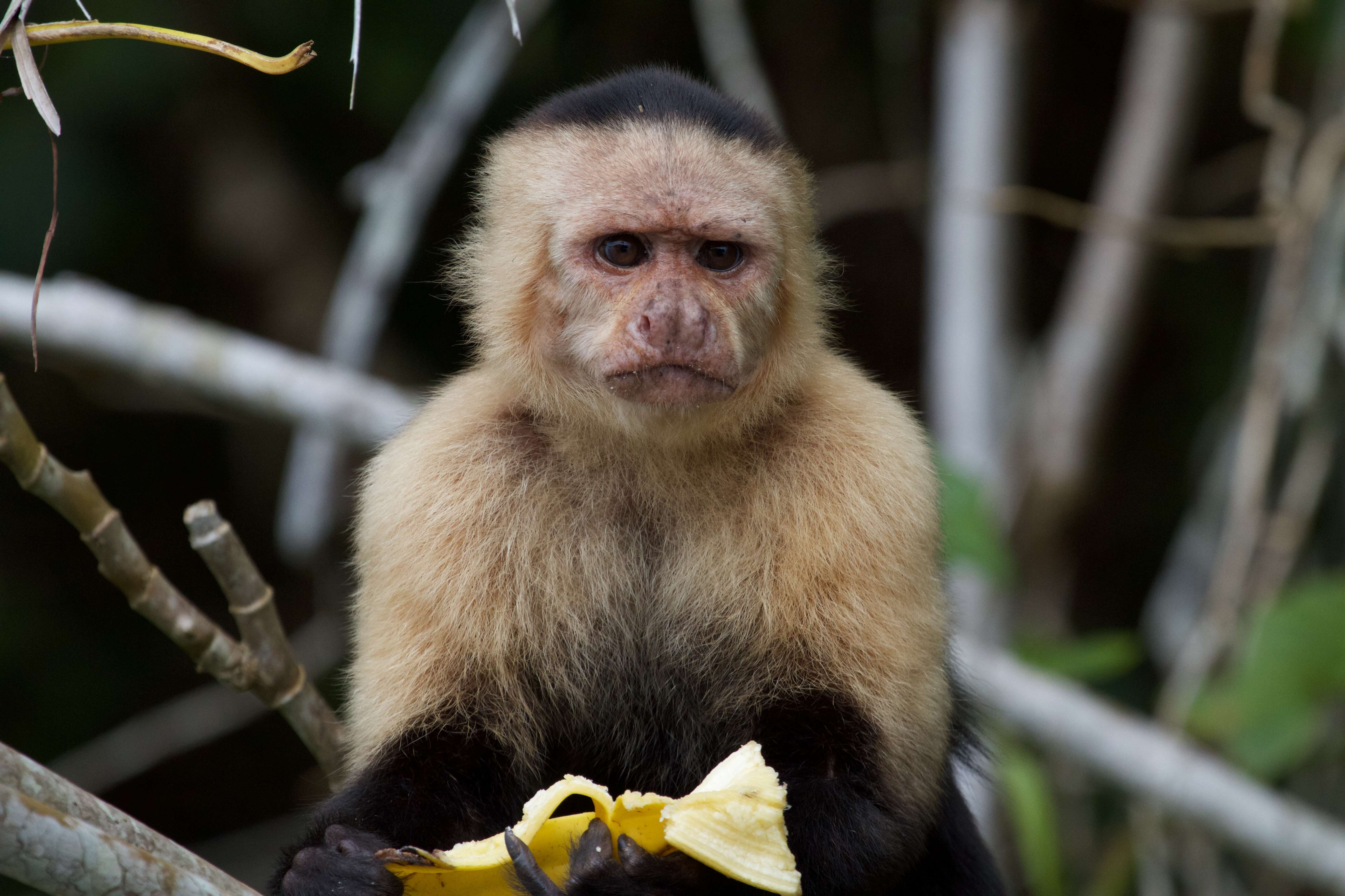 Image of Panama capuchin monkey