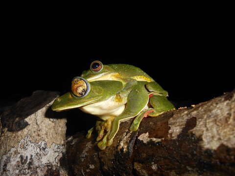 Image of Malabar Gliding Frog