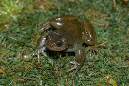 Image of Alsodes montanus (Lataste ex Philippi 1902)