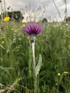 Image of meadow thistle