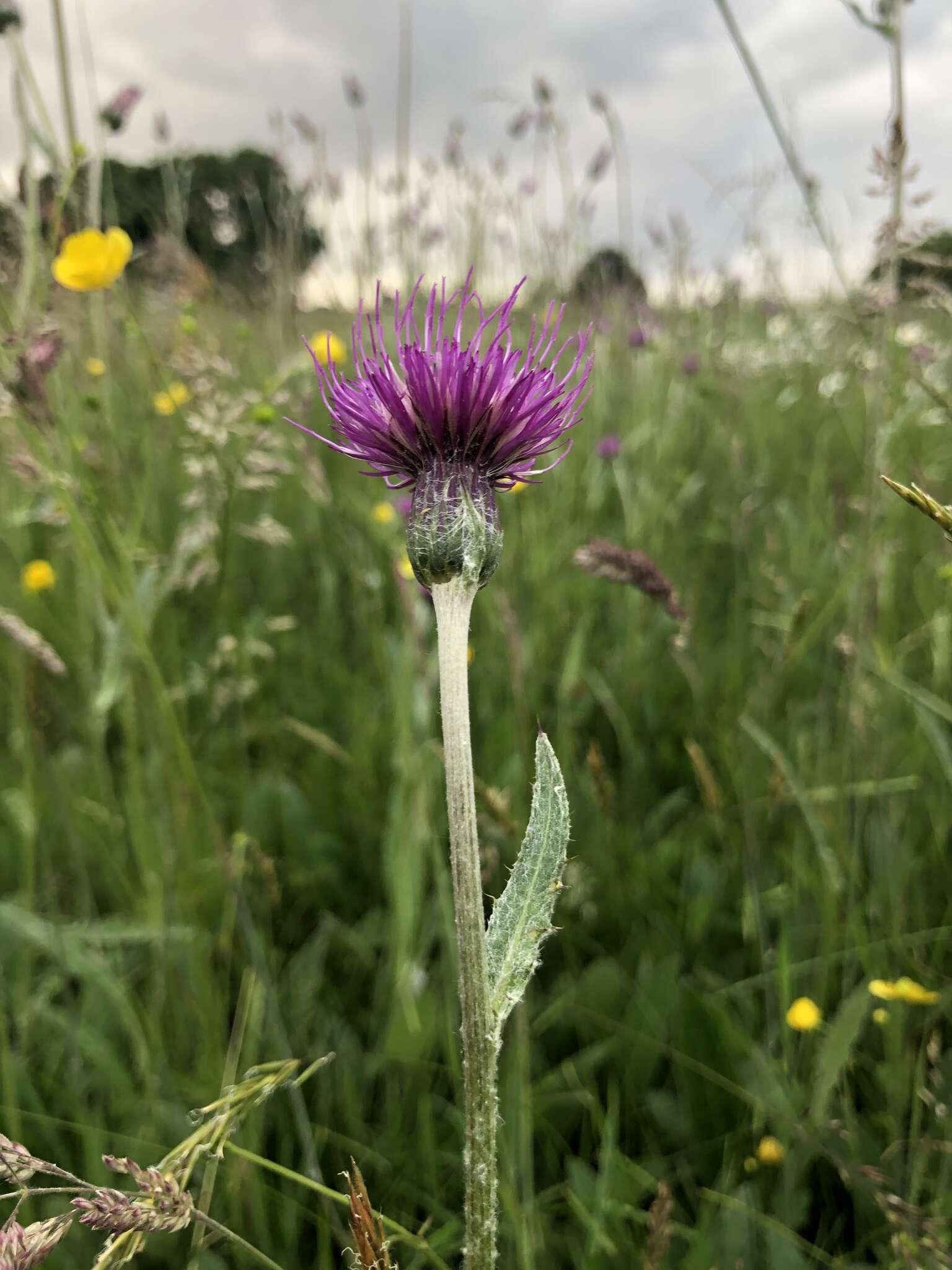 Imagem de Cirsium dissectum (L.) Hill