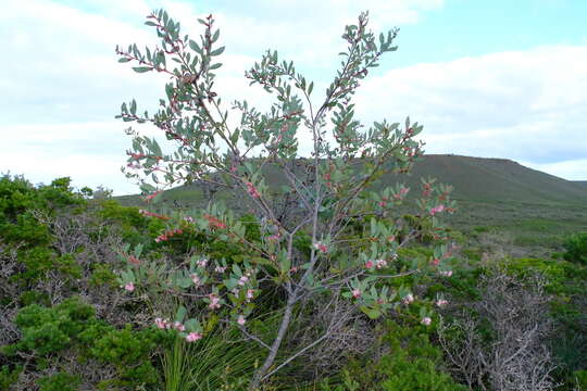 Image de Hakea neurophylla Meissn.