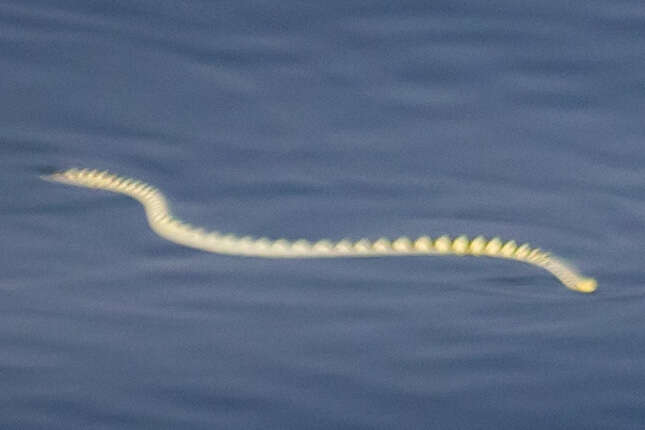 Image of Annulated Sea Snake