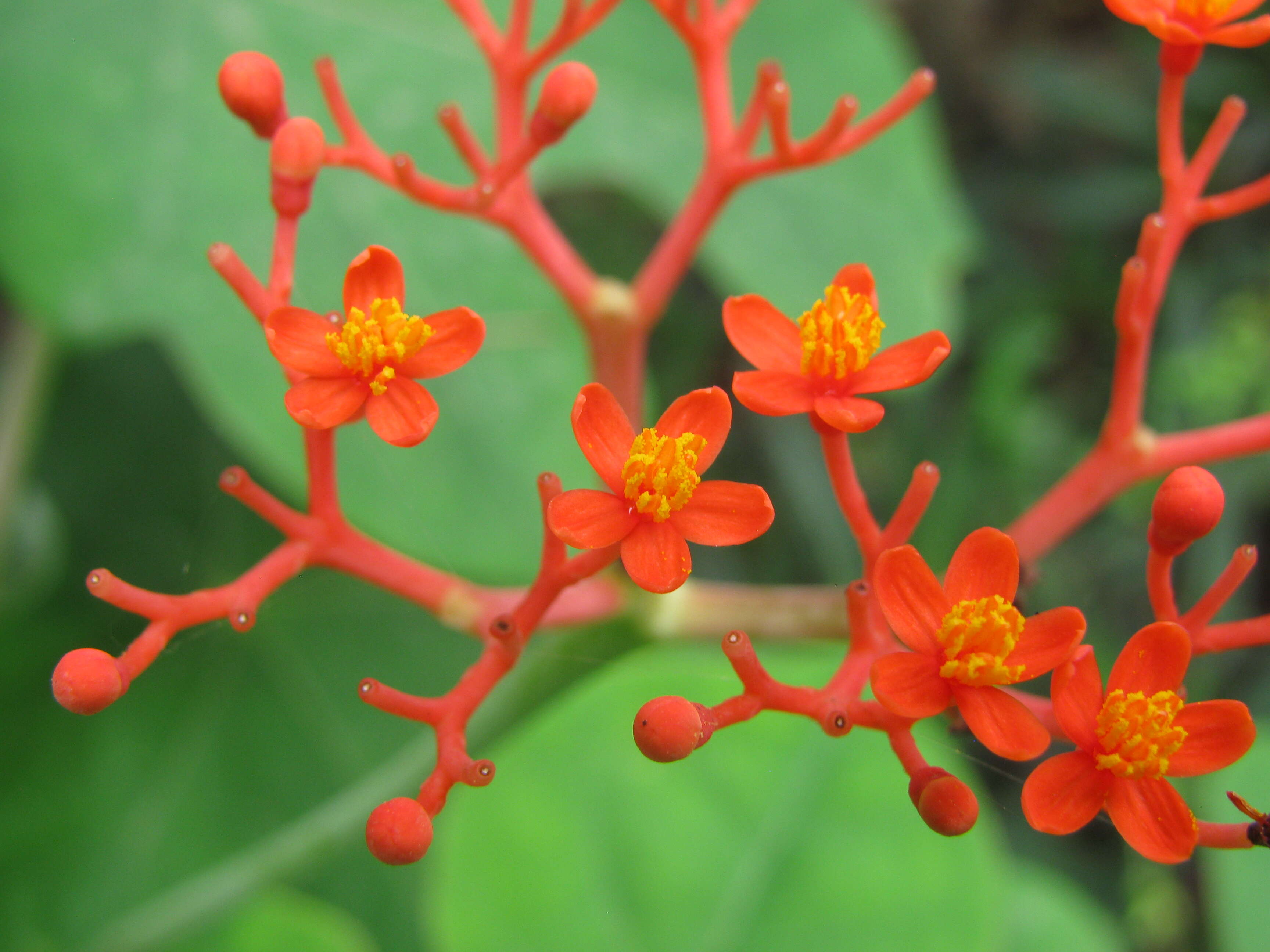 Imagem de Jatropha podagrica Hook.