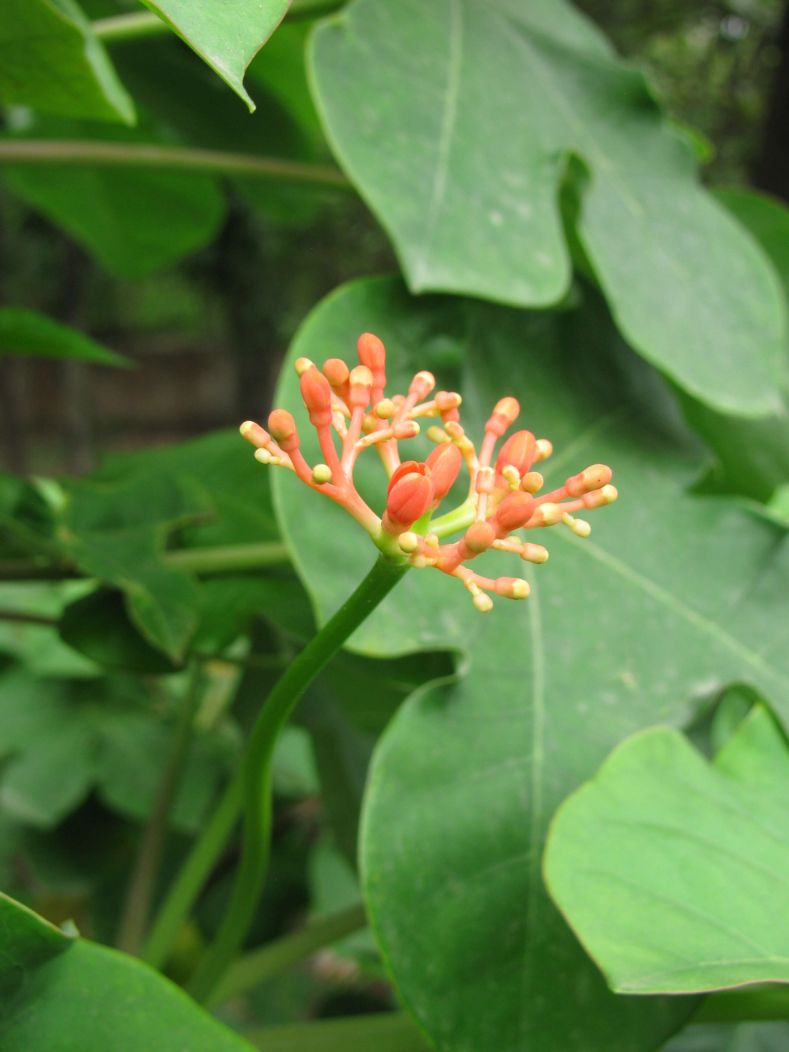 Imagem de Jatropha podagrica Hook.