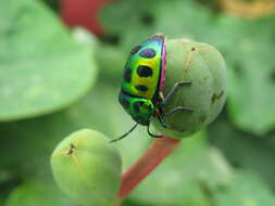 Image of <i>Chrysocoris stollii</i>