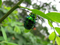 Image of <i>Chrysocoris stollii</i>