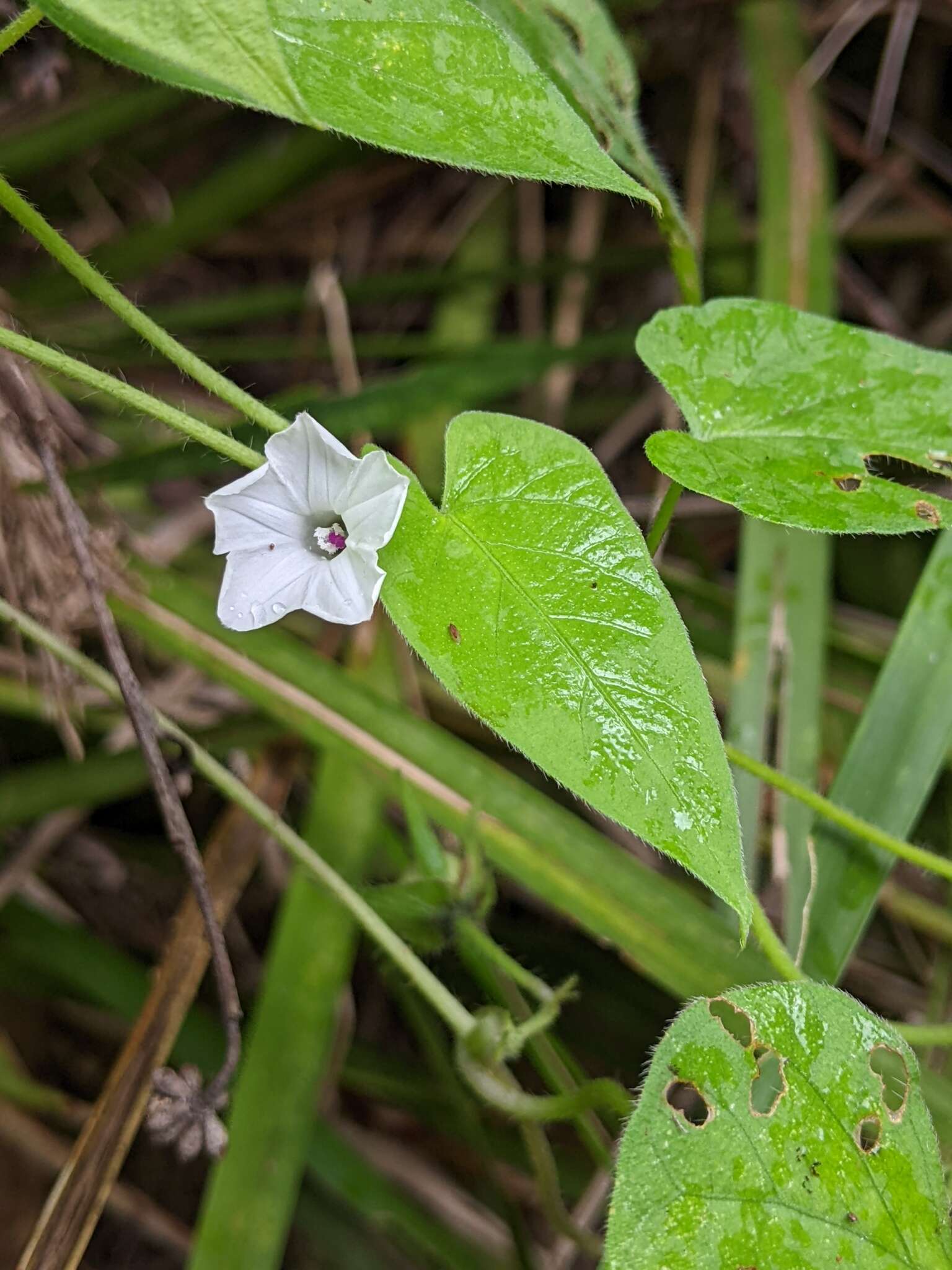 Image of Ipomoea biflora subsp. biflora