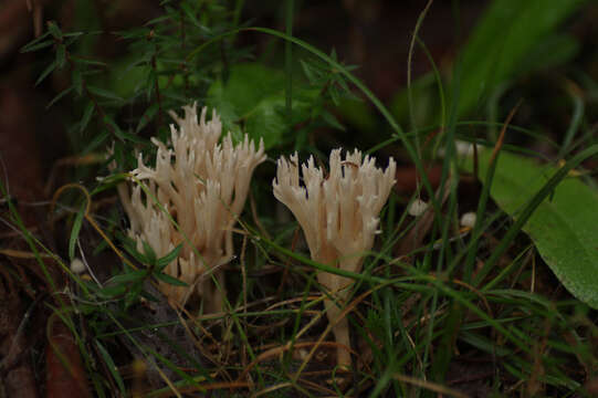 Ramaria filicicola (S. G. M. Fawc.) Corner 1950 resmi