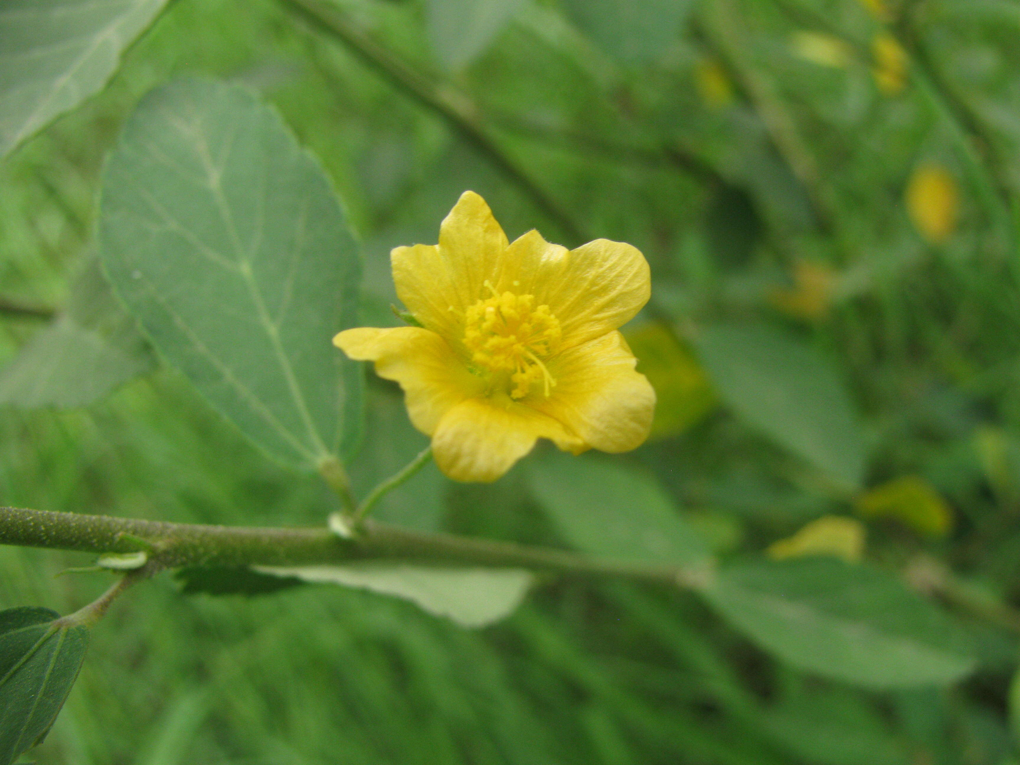 Imagem de Sida rhombifolia L.