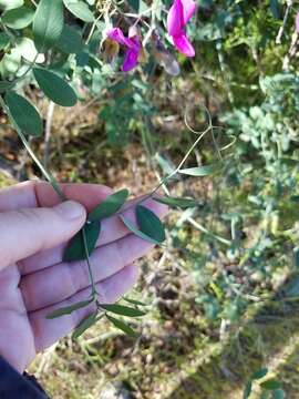 Lathyrus laetiflorus Greene resmi