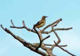 Image of Wood Pipit