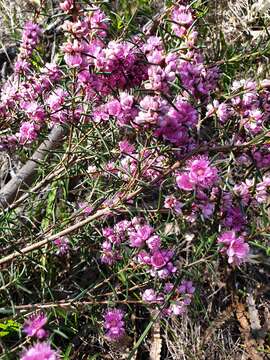 Hypocalymma robustum (Endl.) Lindl. resmi