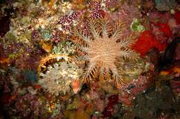 Image of crown of thorns starfishes