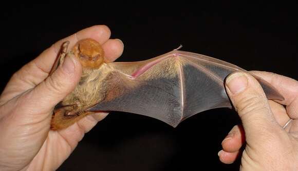 Image of Red Bat