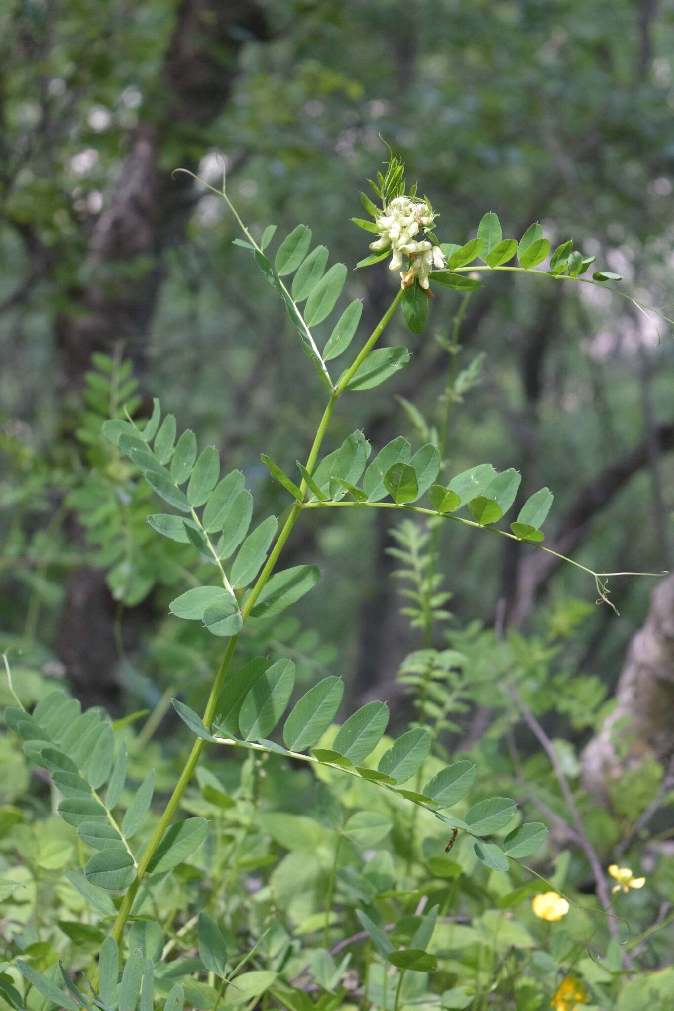 Image of Vicia balansae Boiss.