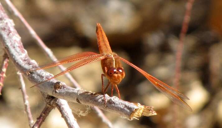 Image of Mexican Amberwing